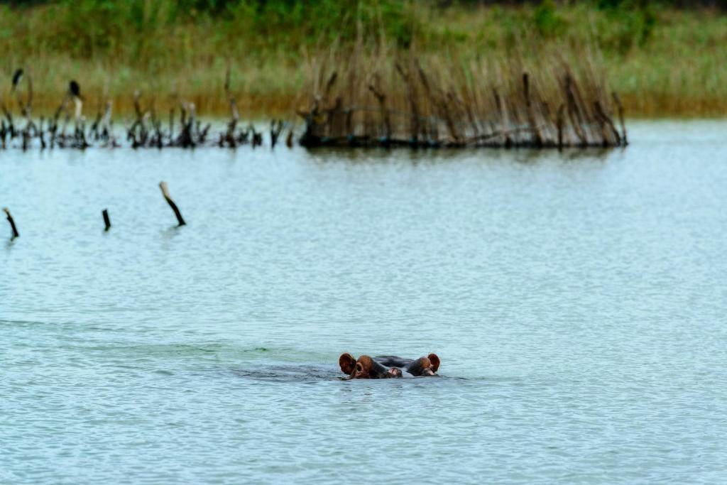 Kosi Forest Lodge Manguzi Екстериор снимка