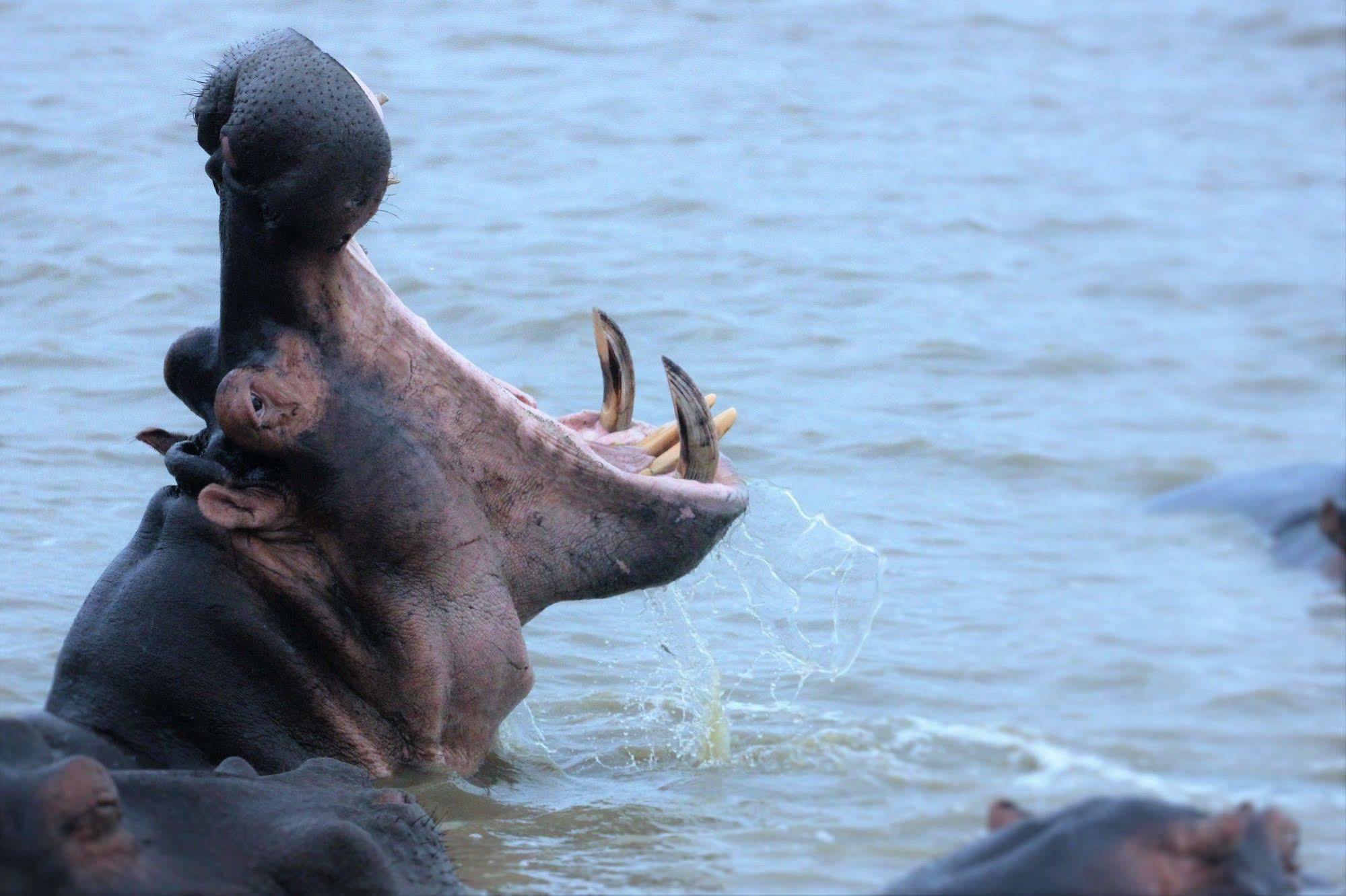 Kosi Forest Lodge Manguzi Екстериор снимка
