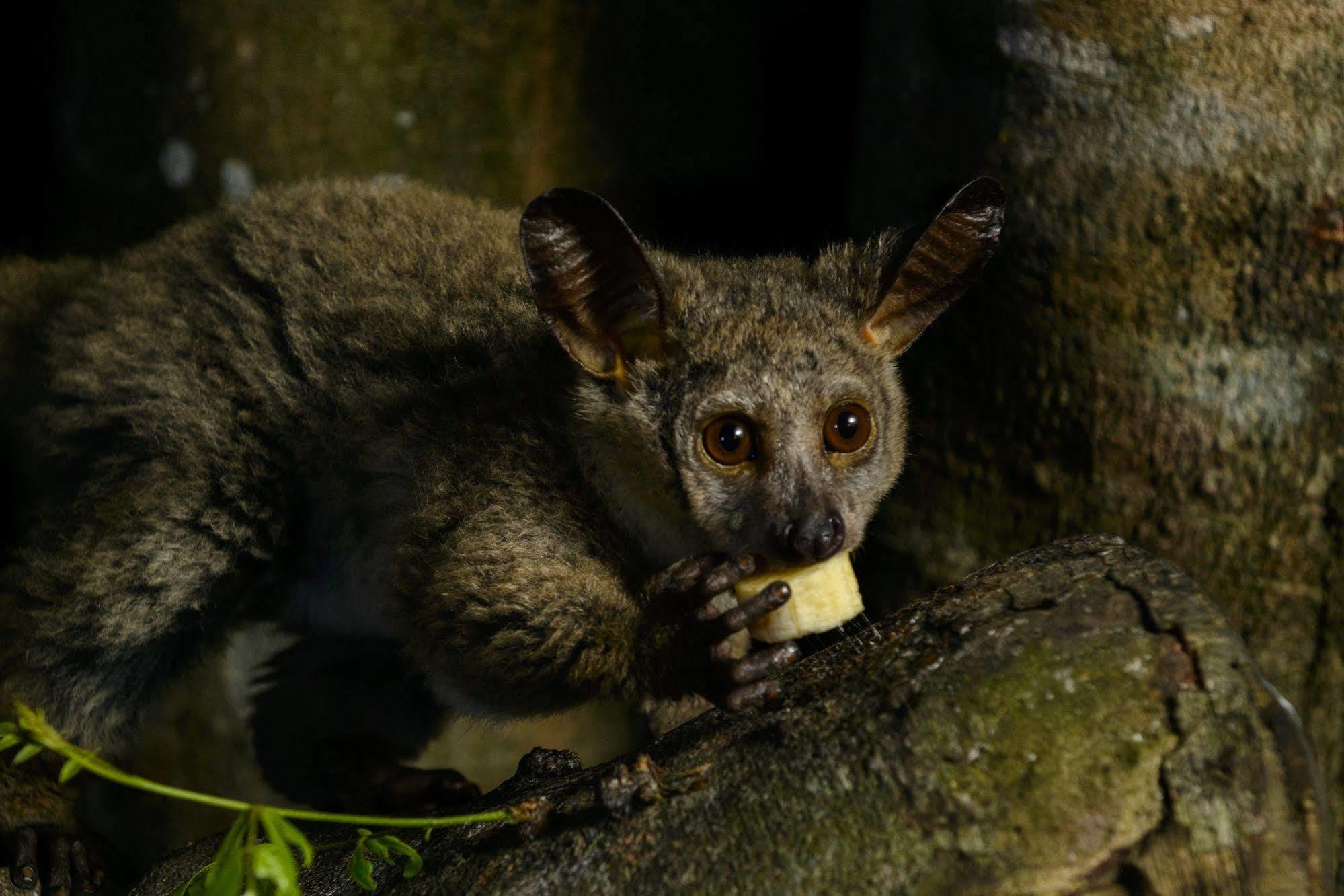 Kosi Forest Lodge Manguzi Екстериор снимка